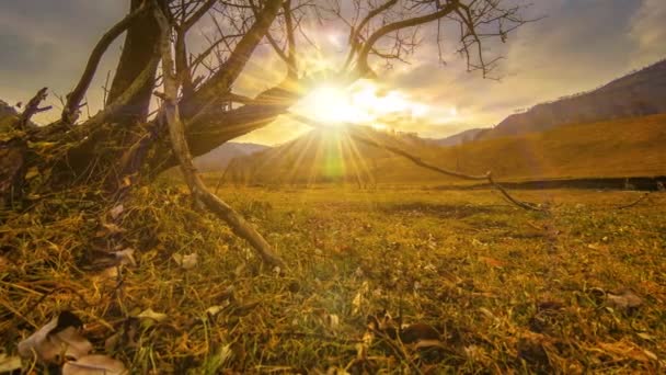 Проміжок часу смерті дерева і суха жовта трава в гірському пейзажі з хмарами і сонячними променями. Горизонтальний рух повзунка — стокове відео