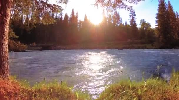 Prairie au bord de la rivière de montagne. Paysage avec herbe verte, pins et rayons du soleil. Mouvement sur poupée coulissante motorisée. — Video