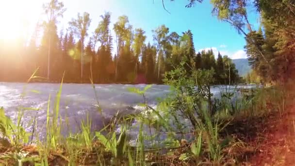 Weidegebied aan de bergrivieroever. Landschap met groen gras, pijnbomen en zonnestralen. Beweging op gemotoriseerde schuifdolly. — Stockvideo