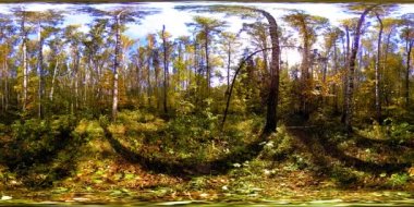 Bir şehir parkının UHD 4K 360 VR Sanal Gerçekliği. Sonbaharda ya da yaz gününde ağaçlar ve yeşil çimenler