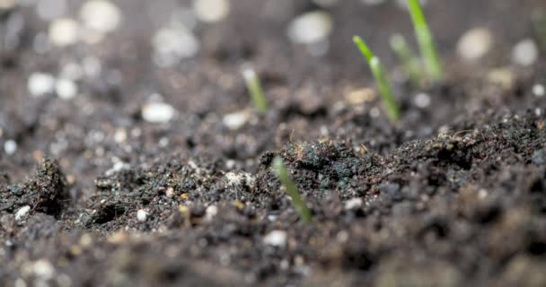 Erba fresca crescente macro time-lapse. Primo piano della germinazione e della crescita di minuscole colture di cereali erba. Grano, avena o orzo. Movimento panoramico motorizzato. — Video Stock