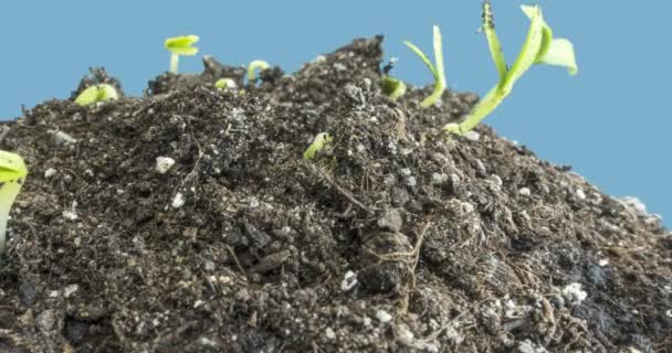 Frische Gurken wachsen im Zeitraffer. Nahaufnahme der Keimung und des Wachstums winziger Blätter. Gesundes veganes Ernährungskonzept. — Stockvideo