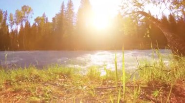 Dağ nehri kıyısındaki çayır. Yeşil çimlerle, çam ağaçlarıyla ve güneş ışınlarıyla kaplı bir manzara. Motorlu kaydırma kulesinde hareket.