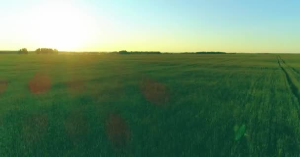 Vol à basse altitude au-dessus d'un champ d'été rural avec un paysage jaune infini en soirée ensoleillée d'été. Rayons solaires à l'horizon. — Video