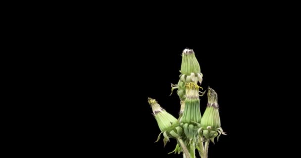 Karahindibanın zaman aşımına uğraması yakın görüş sağlıyor. Çiçek grubunun çiçek açtığı makro çekim. Yavaş çekim dönüşü. Siyah üzerine izole krom anahtar. — Stok video