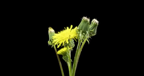 Tijdsverloop van paardebloem openen van dichtbij bekijken. Macro shoot van bloeiende bloemen groep. Langzame roulatie. Geïsoleerde chroma sleutel op zwart. — Stockvideo