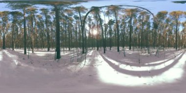 Kışın güneşli sabahlarında ve gün batımında Sibirya 'nın vahşi doğasında 360 derece kar yağar. Sessiz, gürültüsüz bir orman. Beyaz kar ve büyük çam ağaçları.