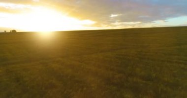 Güneşli yaz akşamında sonsuz sarı tarlaları olan kırsal kesimin üzerinde bir uçuş. Sonbahar gündoğumunda tarım arazisi
