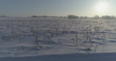 Arktik çayırlı soğuk kış manzarası, karla kaplı ağaçlar ve ufukta sabah güneşleri..