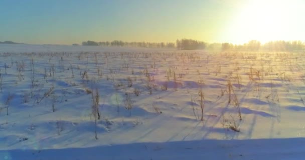 Vue aérienne par drone du paysage hivernal froid avec champ arctique, arbres couverts de neige verglaçante et rayons du soleil matinaux au-dessus de l'horizon. — Video