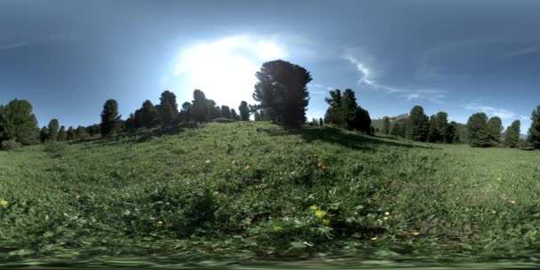 UHD 4K 360 VR des grünen Bergwaldes. Sonnenstrahlen und Schatten, Gras und Kiefern. — Stockvideo