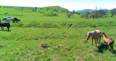 Dağ çayırında vahşi atların üzerinden uçmak. Yaz dağları vahşi doğa. Özgürlük ekolojisi kavramı.