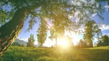 Yaz veya sonbahar aylarında dağ çayır zaman atlamalı. Vahşi doğa ve kırsal alan. Motorlu sürgü dolly hareketi.