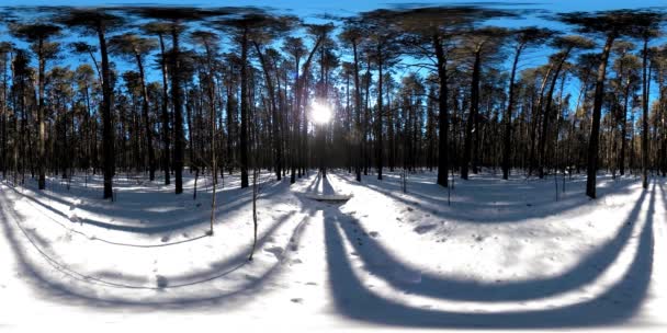 360 vr όμορφο χιονισμένο τοπίο στην άγρια σιβεριανή φύση κατά τη διάρκεια του χειμώνα ηλιόλουστο πρωί ή το ηλιοβασίλεμα. Ήσυχο, αθόρυβο δάσος με λευκό χιόνι και τεράστια πεύκα — Αρχείο Βίντεο