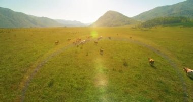 Güneşli yaz sabahında kayalarla birlikte taze, hızlı dağ nehri üzerinde alçak irtifa uçuşu..
