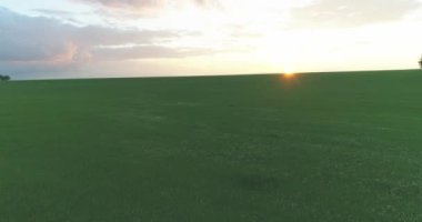 4K UHD hava görüntüsü. Güneşli yaz akşamlarında sonsuz yeşil tarlaları olan kırsal arazinin üzerinde alçak uçuş. Ufuktaki güneş ışınları. Hızlı yatay hareket.