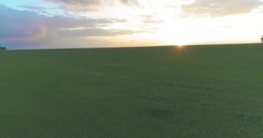 4K UHD hava görüntüsü. Güneşli yaz akşamlarında sonsuz yeşil tarlaları olan kırsal arazinin üzerinde alçak uçuş. Ufuktaki güneş ışınları. Hızlı yatay hareket.