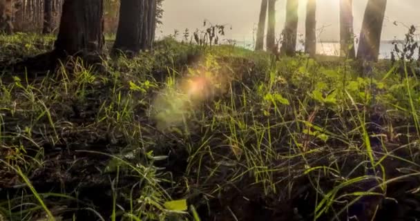 Floresta selvagem lago timelapse na hora de verão. Natureza selvagem e prado rural. Floresta verde de pinheiros, raios de sol e nuvens sobre o mar. Motorizado dolly movimento deslizante — Vídeo de Stock