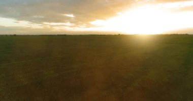 Güneşli yaz akşamında sonsuz sarı tarlaları olan kırsal kesimin üzerinde bir uçuş. Sonbahar gündoğumunda tarım arazisi