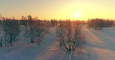 Arktik çayırlı soğuk kış manzarası, karla kaplı ağaçlar ve ufukta sabah güneşleri..