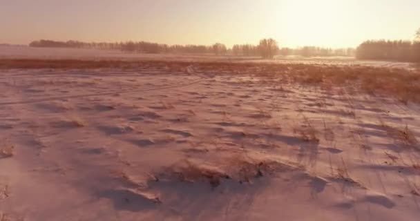 Veduta aerea drone del freddo paesaggio invernale con campo artico, alberi coperti di neve gelo e raggi del sole del mattino all'orizzonte. — Video Stock