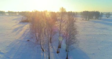 Arktik çayırlı soğuk kış manzarası, karla kaplı ağaçlar ve ufukta sabah güneşleri..