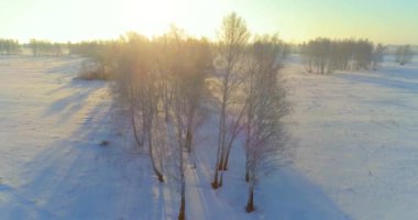 Arktik çayırlı soğuk kış manzarası, karla kaplı ağaçlar ve ufukta sabah güneşleri..