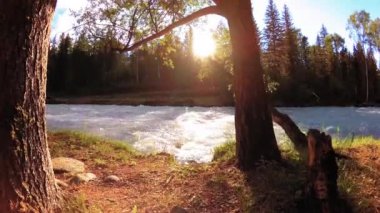 Dağ nehri kıyısındaki çayır. Yeşil çimlerle, çam ağaçlarıyla ve güneş ışınlarıyla kaplı bir manzara. Motorlu kaydırma kulesinde hareket.