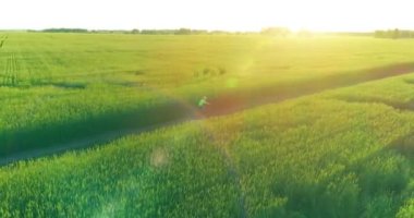 Kırsal yoldaki bir çim tarlasında bisiklet süren genç bir çocuğun hava manzarası. Güneş ışığı ve ışınlar.