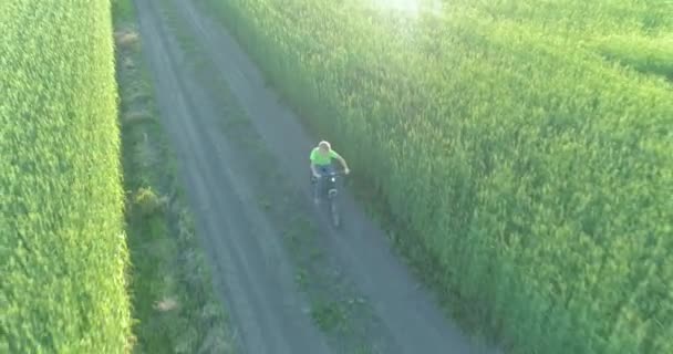 少年は、古い農村部の道路上のコムギの芝生のフィールドを介して自転車に乗るの空中ビュー。日光と梁. — ストック動画