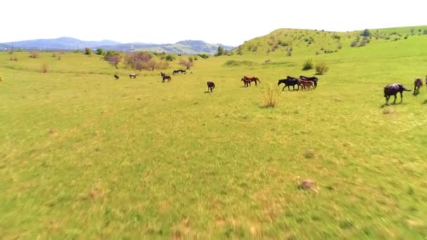 Vuelo sobre el rebaño de caballos salvajes en el prado de montaña. Verano montañas naturaleza salvaje. Concepto de ecología de libertad. — Vídeos de Stock