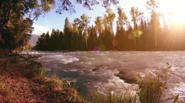 Dağ nehri kıyısındaki çayır. Yeşil çimlerle, çam ağaçlarıyla ve güneş ışınlarıyla kaplı bir manzara. Motorlu kaydırma kulesinde hareket.