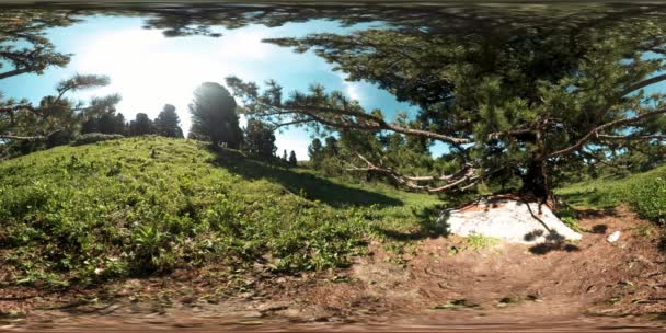 UHD 4K 360 VR καταπράσινο ορεινό δάσος. Ηλιαχτίδες και σκιές, γρασίδι και πεύκα. — Αρχείο Βίντεο