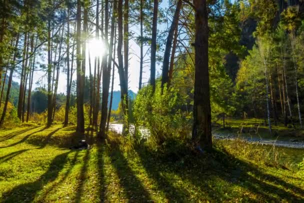 Montagna albero di pino sempreverde timelapse foresta in estate o in autunno. Natura selvaggia, acque limpide e valle rurale. Raggi di sole, piccolo torrente, fiume ed erba gialla. Movimento motorizzato del carrello scorrevole — Video Stock