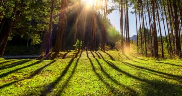 4k berg altijdgroene dennenbos tijd vervallen in de zomer of herfst tijd. Wilde natuur, helder water en landelijk dal. Zonnestralen, kleine kreek en geel gras. Gemotoriseerde dolly slider beweging — Stockvideo