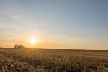 Sonbahar günbatımında çayır zamanı. Vahşi doğa ve kırsal çimler. Güneş ışınları ve sarı çimenler. Motorlu doli kaydırma ve panorama hareketi
