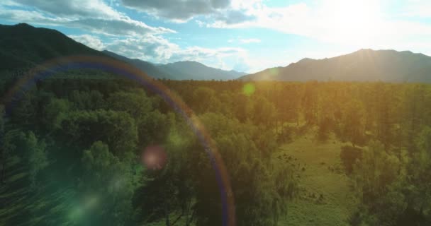 Vista aerea. Basso volo sopra il paesaggio di pini sempreverdi con una foresta di montagne senza fine nella soleggiata serata estiva. Raggi solari all'orizzonte. Movimento orizzontale veloce. Natura selvaggia — Video Stock