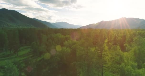 Vista aerea. Basso volo sopra il paesaggio di pini sempreverdi con una foresta di montagne senza fine nella soleggiata serata estiva. Raggi solari all'orizzonte. Movimento orizzontale veloce. Natura selvaggia — Video Stock