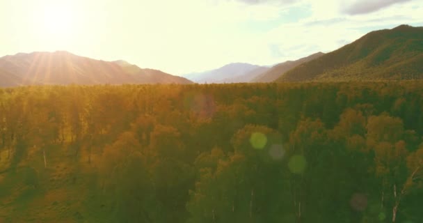 Vue aérienne. Vol bas au-dessus d'un paysage de pins sempervirents avec une forêt de montagne infinie lors d'une soirée d'été ensoleillée. Rayons de soleil à l'horizon. Mouvement horizontal rapide. Nature sauvage — Video