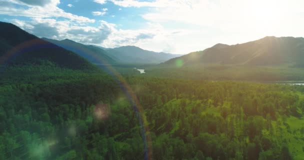 Légi felvétel. Alacsony repülés felett örökzöld fenyőfa táj végtelen hegyi erdő a napos nyári estén. Napsugarak a láthatáron. Gyors vízszintes mozgás. Vad természet — Stock videók
