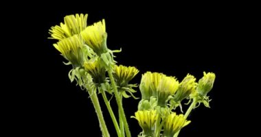 Karahindibanın zaman aşımına uğraması yakın görüş sağlıyor. Çiçek grubunun çiçek açtığı makro çekim. Yavaş çekim dönüşü. Siyah üzerine izole krom anahtar.