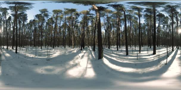 360 vr красивий сніговий покрив пейзаж у дикій сибірській природі під час зимового сонячного ранку або заходу сонця. Тихий безшумний ліс з білим снігом і величезними сосновими деревами — стокове відео