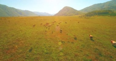 Güneşli yaz sabahında kayalarla birlikte taze, hızlı dağ nehri üzerinde alçak irtifa uçuşu..