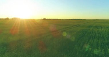 Yaz mevsiminde, sonsuz sarı manzaralı kırsal arazinin üzerinde alçak irtifa uçuşu. Ufuktaki güneş ışınları.