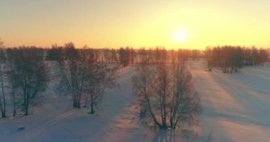 Arktik çayırlı soğuk kış manzarası, karla kaplı ağaçlar ve ufukta sabah güneşleri..