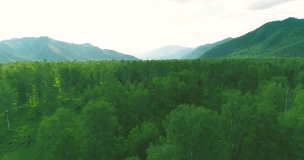 空中风景。在阳光明媚的夏夜，低空飞行在常绿松树上，有着无尽的山林。地平线上的太阳光.快速水平运动。野生生物 — 图库视频影像