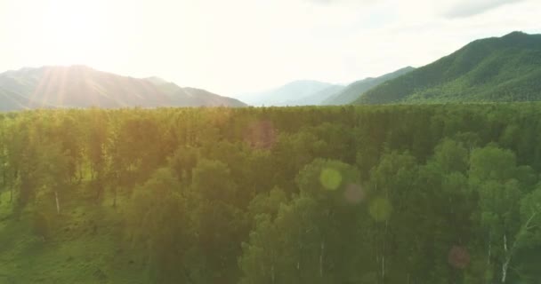 空中风景。在阳光明媚的夏夜，低空飞行在常绿松树上，有着无尽的山林。地平线上的太阳光.快速水平运动。野生生物 — 图库视频影像