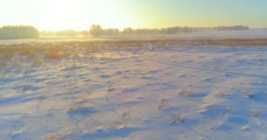 Arktik çayırlı soğuk kış manzarası, karla kaplı ağaçlar ve ufukta sabah güneşleri..