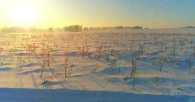 Arktik çayırlı soğuk kış manzarası, karla kaplı ağaçlar ve ufukta sabah güneşleri..