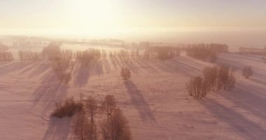 Arktik çayırlı soğuk kış manzarası, karla kaplı ağaçlar ve ufukta sabah güneşleri..